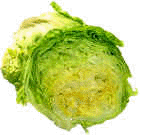 Lettuce Iceberg.jpg (154060 bytes)