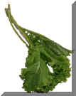 Mustard Greens B.jpg (68202 bytes)