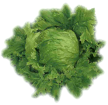 Lettuce Iceberg.jpg (154060 bytes)