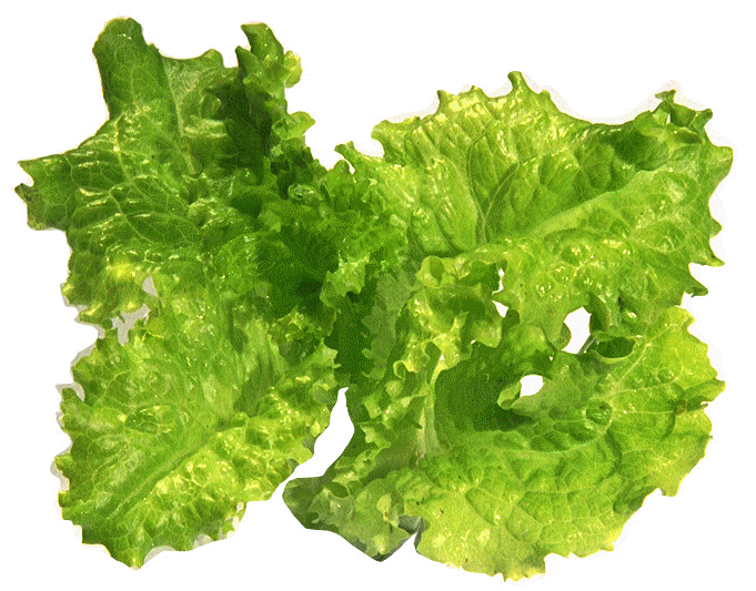 Lettuce Green Lollo.jpg (164192 bytes)