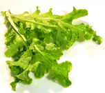 Lettuce Oakleaf Green.jpg (141965 bytes)