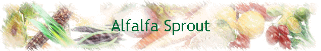 Alfalfa Sprout