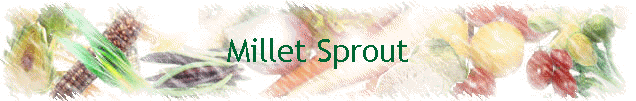 Millet Sprout