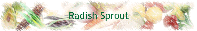 Radish Sprout