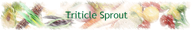 Triticle Sprout