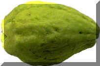 Chayote Whole.jpg (8280 bytes)