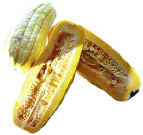 Squash B.jpg (117015 bytes)