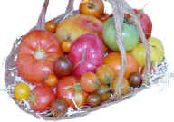 tomato_basket.jpg (23749 bytes)