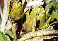 Artichoke bush close.jpg (148043 bytes)