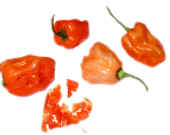 habanero_francisci.jpg (17011 bytes)