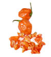 habanero.jpg (21963 bytes)