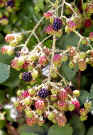 blackberries.jpg (42377 bytes)