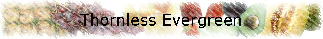 Thornless Evergreen