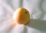 Apricot.jpg (336553 bytes)