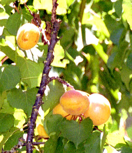 wpeD.jpg (39811 bytes)