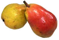 Bartlet Pears.jpg (105732 bytes)