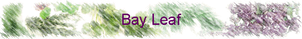 Bay Leaf