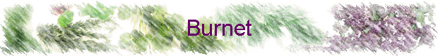 Burnet