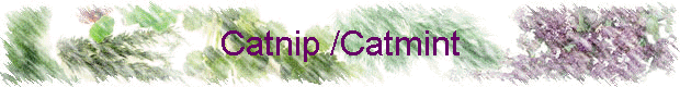 Catnip /Catmint