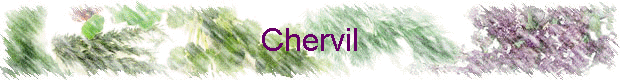 Chervil