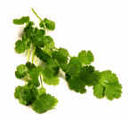 Cilantro.jpg (190861 bytes)