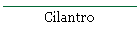 Cilantro