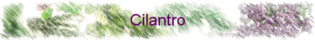 Cilantro