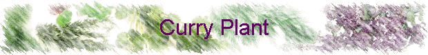 Curry Plant