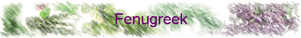 Fenugreek