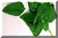 Basil.jpg (97912 bytes)