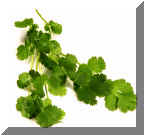 Cilantro.jpg (190861 bytes)