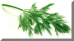 Dill.jpg (120911 bytes)