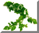 Italian Parsley.jpg (65164 bytes)