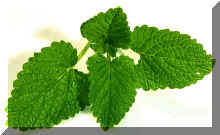 Lemon Balm.jpg (123639 bytes)