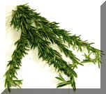 Rosemary 2.jpg (191392 bytes)