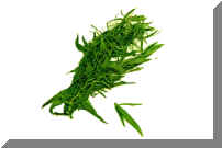 Tarragon.jpg (90091 bytes)