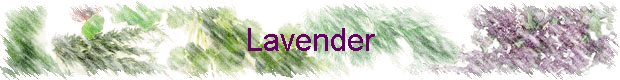 Lavender