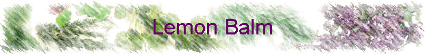 Lemon Balm