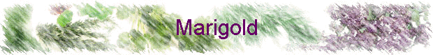 Marigold