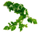 Italian Parsley.jpg (65164 bytes)