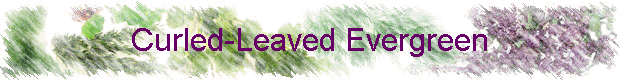 Curled-Leaved Evergreen