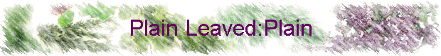 Plain Leaved:Plain