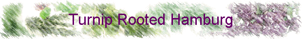 Turnip Rooted Hamburg