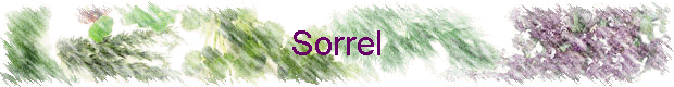 Sorrel