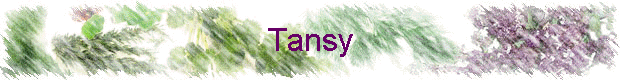 Tansy