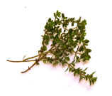 Thyme,Lg.jpg (49169 bytes)