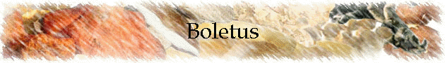 Boletus