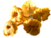 Golden Trumpet.jpg (126981 bytes)