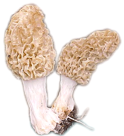 Morel