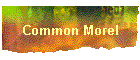 Common Morel